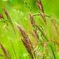 Sweetgrass (Hierochloe odorata)