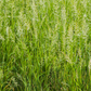 Sweetgrass (Hierochloe odorata)