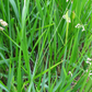 Sweetgrass (Hierochloe odorata)