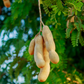 Tamarind, Tart (Tamarindus indica)