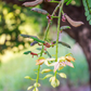 Tamarind, Tart (Tamarindus indica)