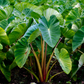 Taro, Red (Colocasia esculenta)