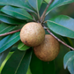 Mamey Sapote 'Tazumal' (Pouteria sapota)