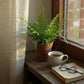 Faux Fern in Terracotta Pot