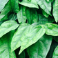 Yanang, Grass Jelly Vine (Tiliacora triandra)