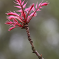 Red Toon (Toona sinensis)