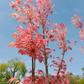 Red Toon (Toona sinensis)
