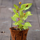Electric Daisy Toothache Plant (Spilanthes acmella)