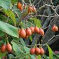 Tree Tomato, Red (Cyphomandra betaceae)