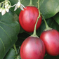 Tree Tomato, Red (Cyphomandra betaceae)
