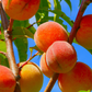 Peach 'Tropic Prince' (Prunus persica)