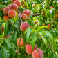 Peach 'Tropic Prince' (Prunus persica)