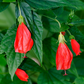 Turk's Cap (Malvaviscus arboreus)