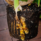 Turmeric, Orange (Curcuma longa)