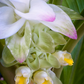 Turmeric, Orange (Curcuma longa)