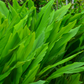 Turmeric, Orange (Curcuma longa)