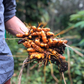 Turmeric, Orange (Curcuma longa)