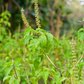 Adaptogen Herb Bundle: Gotu Kola, Skullcap, Ashwagandha, Tulsi