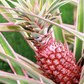 Pineapple Bundle: 'White Jade', 'Variegated Juicy', & 'Elite Gold'