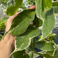 Malay Apple, Variegated (Syzygium malaccense)