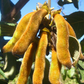 Velvet Bean (Mucuna pruriens)