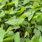 Velvet Bean (Mucuna pruriens)