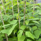 Velvet Bean (Mucuna pruriens)