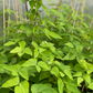 Velvet Bean (Mucuna pruriens)
