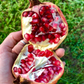 Pomegranate 'Vietnamese Pink' (Punica granatum)