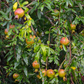 Pomegranate 'Vietnamese Pink' (Punica granatum)
