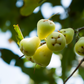 Wax Jambu, Green (Syzygium samarangense)