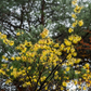 Witch-hazel (Hamamelis virginiana)