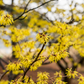 Witch-hazel (Hamamelis virginiana)