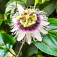 Passion Fruit 'Yellow’ (Passiflora edulis flavicarpa)