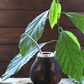 Yerba Mate (Ilex paraguariensis)