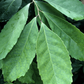 Yerba Mate (Ilex paraguariensis)