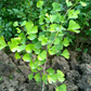 Ginkgo (Ginkgo biloba)